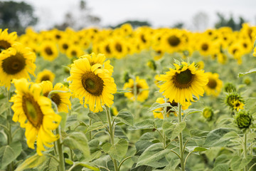 Sunflower natural background. Sunflower blooming. Close-up of sunflower.