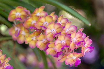 Orchid flower in orchid garden at winter or spring day for beauty and agriculture design. Rhynchostylis Orchidaceae.