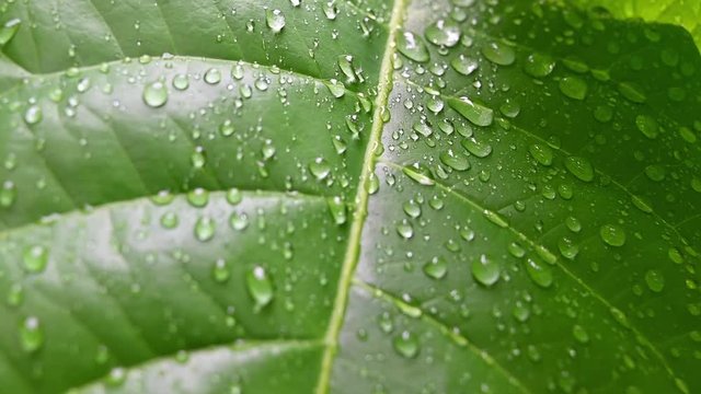 green leaf with water drops
