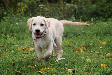 welpe labrador 