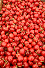 box of red big cherry, ciliegia, ciliegia di Vignola, Emilia Romagna, diet, albero di ciliegie, coltivazione, texture, background, graphic