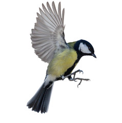 flight of isolated great tit