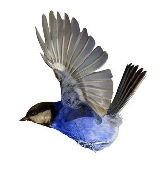 photo of flying isolated blue bird