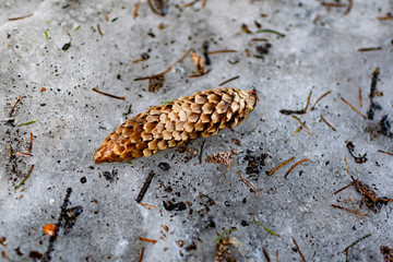 A long brown cone that has fallen on the icy surface from a blue spruce, the Fruit of a protected rare tree lies on a dirty winter background
