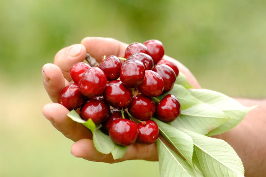 red cherry, ciliegia, ciliegia di Lari, Toscana, diet, albero di ciliegie, hands with cherries
