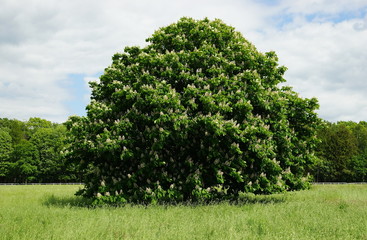 Fototapeta premium tree in the field
