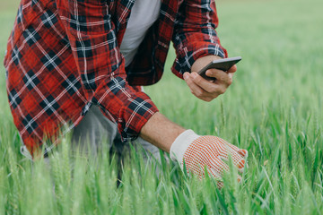 Agronomist is taking picture of green wheat crops with smartphone