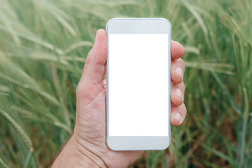 Mock up smartphone screen in barley field
