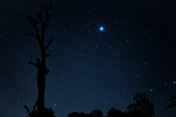 A beautiful star filled night with a tree in the background.