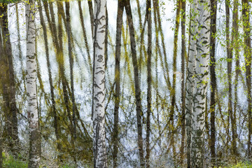 trees around the lake reflected in the water