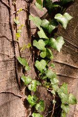 edera sui tronchi degli alberi