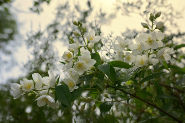 Spring jasmine flower shoot in garden