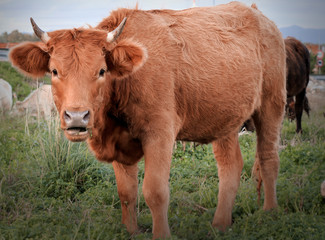 A cow grazing in the fields