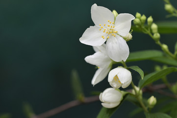 Fototapeta na wymiar Spring jasmine flower on natural background