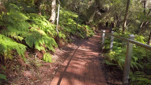 Hiking down the hill in a Nationalpark near Port Stephens NSW Australia
