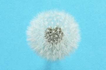 Close up of dandelion isolated
