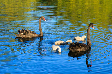 A pair of black swans and their cygnets on a lake