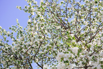 Sakura Flower or Cherry Blossom With Beautiful Nature Background