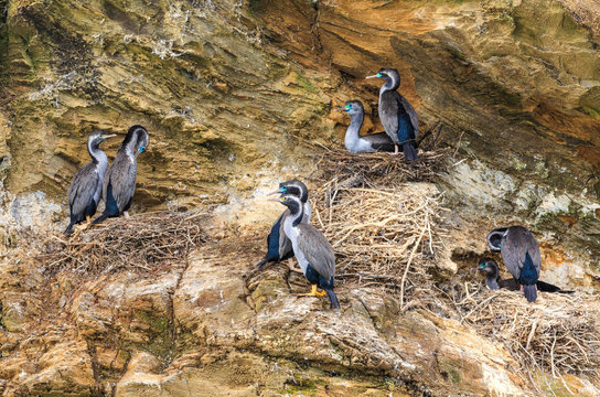 Spotted cormorants (aka. spotted shags) nesting on a coastal cliff. New Zealand 
