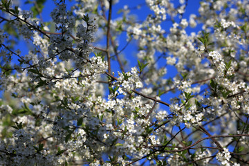 Blooming white cherry flowers in spring and blue sky. Beautiful natural floral background