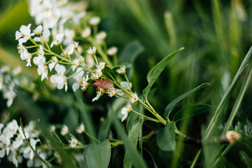 A small bug climbs a flower. Macro photoshoot
