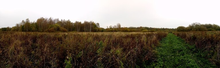 Obraz premium autumn field with yellowed grass