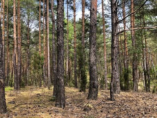Obraz premium Forest in spring - Puszcza Kampinoska in Poland