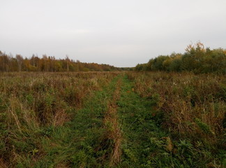 autumn field with yellowed grass