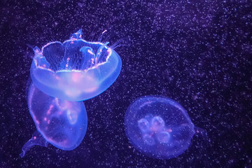 Naklejka na ściany i meble jellyfish in the water 