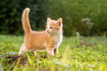 Portrait Of Ginger Kitten On Field on green grass