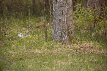 Forest with trees, grass, glades and flowers