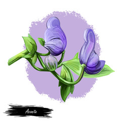 Aconite monkshood, wolfsbane, aconitum digital art illustration. Aconitum leopards bane, mousebane, womens bane, devils helmet, queen of poisons, blue rocket. Blooming blue flowers and green leaves.