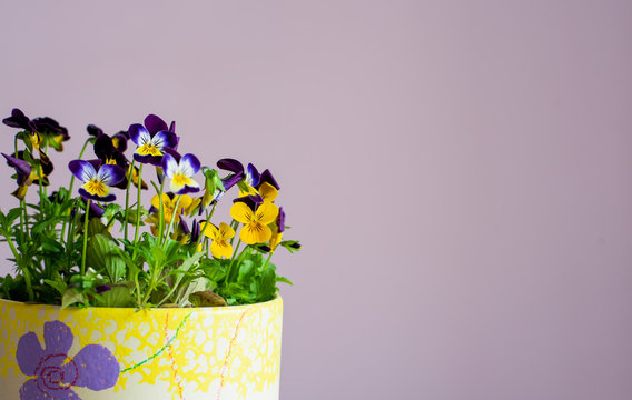 Beautiful blooming viola corneta purple yellow spring flowers in a flower pot.