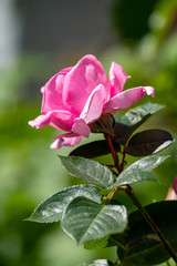 One big pink garden rose flower on green nature background