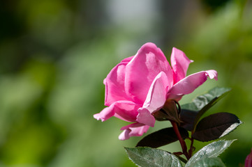 One big pink garden rose flower on green nature background