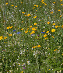 Fieldflowers. Maatschappij van Weldadigheid Frederiksoord Drenthe Netherlands