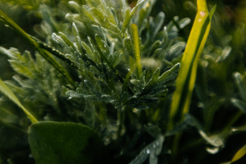 Macro grass with dew drops. Art blur