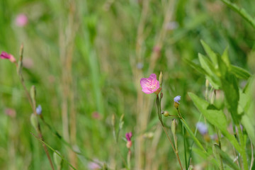 アカバナユウゲショウ。日本の野草。東京都。Rose color flower, Oenothera rosea in grass, spring time Japan 