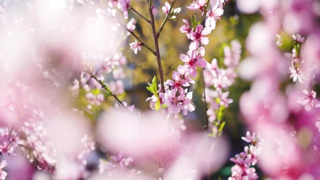 Closeup view macro video of beautiful blooming outdoors cute small pink flowers isolated against blurry sunny spring green trees backdrop. Springtime tenderness natural background.