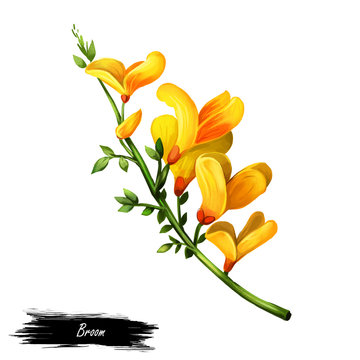 Broom flower, dyers greenwood, weed and whin, furze, green broom, greenweed, wood waxen digital art illustration of yellow blooming flowers. Genista tinctoria, lupine lupin gorse and laburnum.