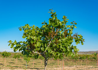 Fototapeta na wymiar young farmer pistachio fields