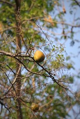 Bael, Aegle Marmelos or Wood Apple Hanging from Its Tree, Also known as Bengal Quince, Stone Apple
