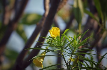 Plakat Cascabela Thevetia or Yellow Oleander Flower with Selective Focus in Horizontal Orientation, Perfect for Wallpaper