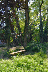 Obraz premium wäldchen bei mettenheim, rheinhessen