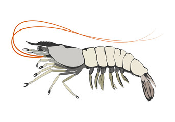 Shrimp, prawn design element vector illustration.