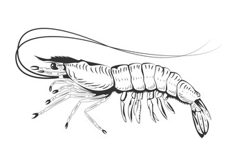 Shrimp, prawn design element vector illustration.