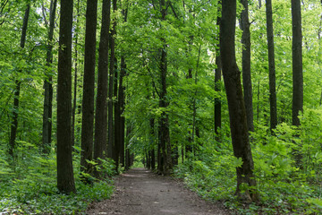 Obraz premium deep dark green forest with high trees and path through forest. No people, nature recovery of human's impact.