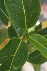fig leaf with water drops