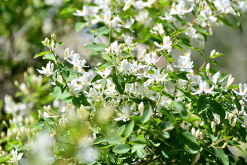 flowering branches, spring blossoms, flowers are blooming, bright flowers, flowers, beautiful flowers, background, March 8, fields, spring, summer, background, green background, forest, in the forest,