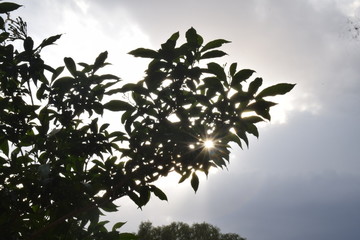 tree in the sun sky